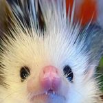 @daisys_doolittles - Instagram