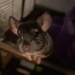 Doof Daisy Ducky and Doolittle - @da_chins_ - Instagram