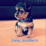 Helen w Shearer - @daisy_doolittle14 - Instagram