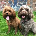 Daisy 🌼 & Dora 🐾 - @daisydoradogs - Instagram
