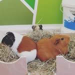 Daisy Dora Dot - @daisy_dora_dot_guineapigs - Instagram