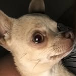 Daisy Doran - @daisy_chihuahua_xox - Instagram