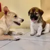 Daisy & Dover - @daisydover0 - TikTok