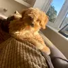 Daisy Dowling - @daisywaisycavapoo - TikTok