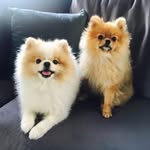 Daisy And Downey - @daisydowney_poms - Instagram