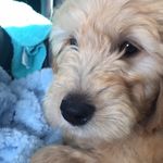Daisy Dukes Downing - @daisy_doodle_downing - Instagram