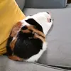 daisy and drake - @daisyanddrake - TikTok