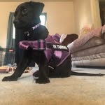 Daisy drake - @daisythesevicedog1 - Instagram