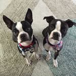 Drake & Daisy - @drakeanddaisy - Instagram