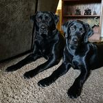 Drake and Daisy - @drakeanddaisythelabs - Instagram
