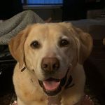 Daisy Driscoll🐾 - @daisys_life24 - Instagram