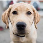 Daisy Driscoll The Dog - @daisy_thelabarador - Instagram