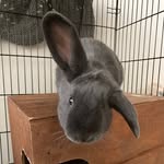 Daisy + Dudley + Parsley - @lovelylittlelops - Instagram
