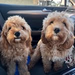 Daisy&Dudley - @doubledee_cavapoos - Instagram