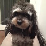 nice dogs horrid cat - @daisydudleymillie - Instagram