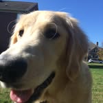Theising Dogs - @daisy_dudleydoodles - Instagram
