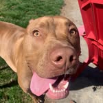 Duke & Daisy Duff - @dukeanddaisy_duff - Instagram