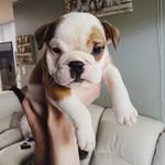 Murphy & Daisy Duff - Bulldogs - @murphylovesdaisy - Instagram