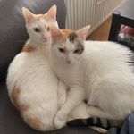 Daisy & Duffy - @daisy.and.duffy - Instagram