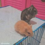 Daisy & Duffy 🐹🐹 - @daisy_duffy.hamster - Instagram