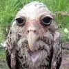 daisy_duffy - @daisy_duffy - TikTok
