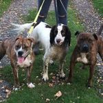 Gus, Daisy and Duffy 🐶 - @gusdaisyduffy - Instagram