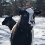 Daisy & Duncan - @daisy_and_duncan_the_goats - Instagram