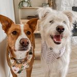 Daisy & Duncan | Dog mom Jess - @daisydoo.duncaroo - Instagram