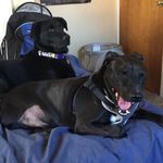 Daisy and Duncan - @twoblackpups - Instagram