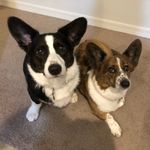 Daisy And Duncan - @the_cardigan_corgi_duo - Instagram