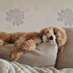 Daisy Duncan 🐾🐶💕 - @daisy_duncan_cavapoochon - Instagram