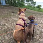 Daisy & Duncan - @labadabadaisydog - Instagram