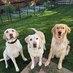 Daisy Duncan Kirby - @ddkpuppers49 - Instagram