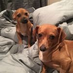 Daisy Mae and Duncan - @daisy_and_duncan - Instagram