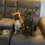Daisy&Duncan - @daisy.duncan.petsupplies - Instagram
