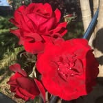 Thrash Metal - @daisydunham2 - Instagram