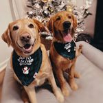 Daisy & Dutton - @daisyanddutton - Instagram