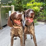 Daisy and Dutton - @sasquatch_daisy_and_dutton - Instagram