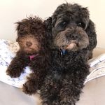 daisyduttoncooper - @daisyduttoncooper - Instagram