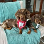 Dutton The Dapple & Daisy Doo - @dutton_and_daisy - Instagram