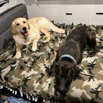 dutton&beau&daisy🐶🐱 - @dutton.beau.daisy - Instagram