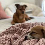 Louie & Daisy Dutton - @duttondoggos - Instagram