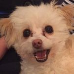 Daisy Dyer - @super_duper_daisy_dog - Instagram