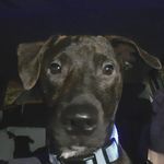 Daisy dyer - @randomac341 - Instagram