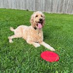 Daisy Dyer - @daisydoodledyer - Instagram