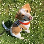 𝐷𝑎𝑖𝑠𝑦 𝐷𝑜𝑔 🐾 - @daisy.beaglebum - Instagram