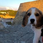 𝐃𝐀𝐈𝐒𝐘 🐾 - @daisy.beagledog - Instagram