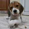 Daisy 🐶 - @daisylabeagle - TikTok