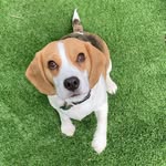 Daisy Beagle& Dora Beagador 🧡 - @daisythebbeagle - Instagram
