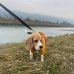 Daisy - @d.daisy.beagle - Instagram